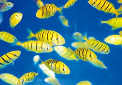 臺(tái)灣成功繁殖復(fù)育“黃金魚參”千尾金魚非常亮眼