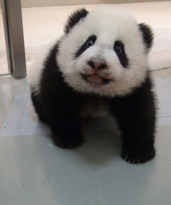 �_������؈�������A�С��{Ƥ�ӵĖ|����ȥ׷