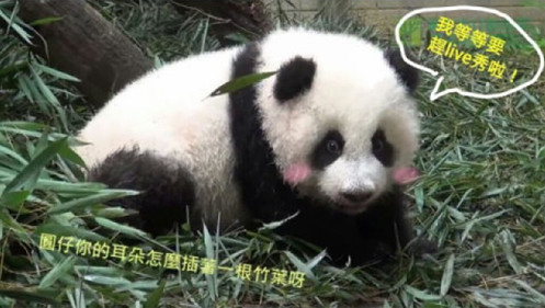 �_������؈�������A�С���PS�ȶ��Ʊ����D��