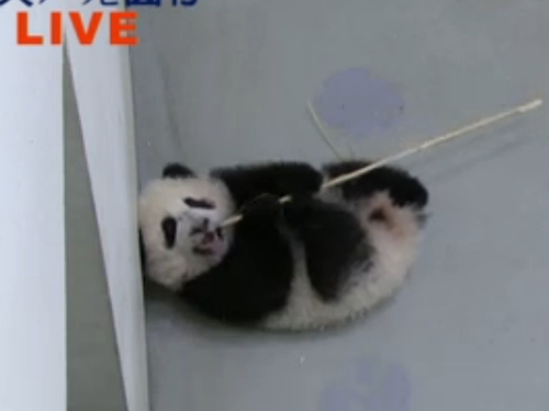 臺北大熊貓寶寶直播秀中調皮拿竹子耍花槍(圖)