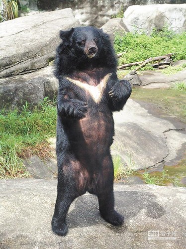 臺灣黑熊成瀕危動物數量只有熊貓的1/10(圖)