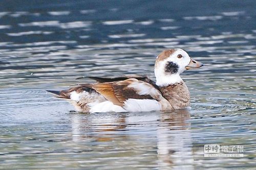 臺灣飛來“長尾鴨”創記錄民眾蜂擁而至(圖)