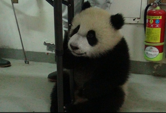 “圓仔”越來越機靈三招逃脫健康檢查(圖)