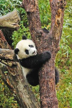 臺北大熊貓寶寶“圓仔”戶外玩耍不肯早睡(圖)