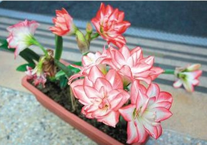 ���ӌ���Ҋ��ͦ����(d��ng)���Ȼ����߾��Tץ�\׷������