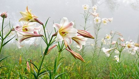 臺(tái)東太麻里金針山百合盛開游客驚艷(圖)