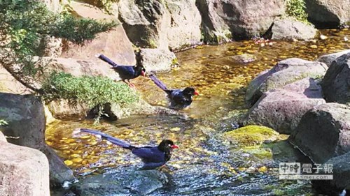 臺北賓館發現藍鵲筑巢專家稱相當罕見(圖)