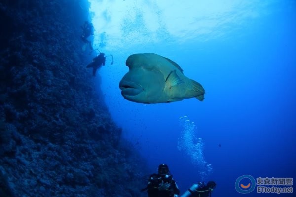 瀕危的龍王鯛喜愛(ài)棲息在珊瑚礁海域