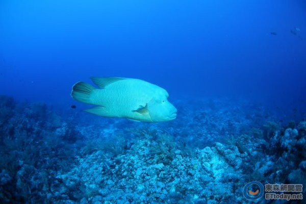 瀕危的龍王鯛喜愛(ài)棲息在珊瑚礁海域