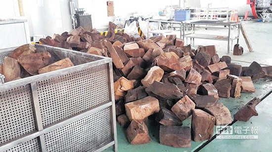 臺(tái)灣最大牛樟木收贓案:工廠(chǎng)囤300噸 暗植牛樟芝(圖) 臺(tái)灣最大牛樟木收贓案:工廠(chǎng)囤300噸 暗植牛樟芝(圖)