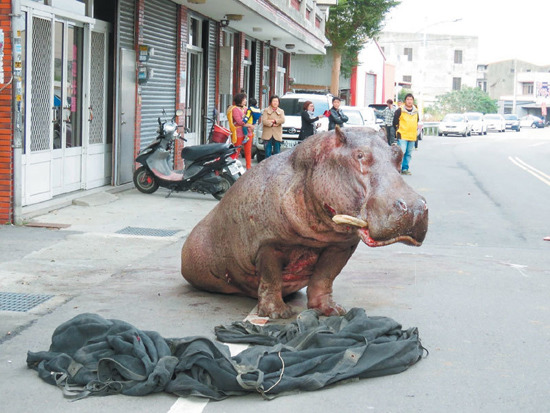 非洲大河馬“阿河”自貨柜車窗戶跳出車外,沖撞路邊白色轎車,留下血跡 非洲大河馬“阿河”自貨柜車窗戶跳出車外,沖撞路邊白色轎車,留下血跡