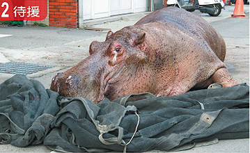 水塘療傷沒有用 臺灣跳車摔傷流淚河馬死了(圖) 水塘療傷沒有用 臺灣跳車摔傷流淚河馬死了(圖)