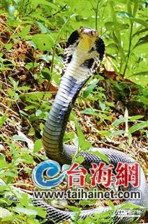 �G�P�����F�Ʊ����� ���l(f��)�_(t��i)�����(hu��)��(zh��ng)�h(�D)