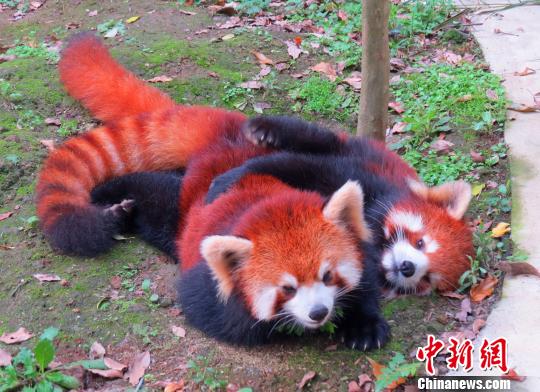 大陸贈臺小熊貓喜誕兩對雙胞胎 “娘家”送文竹(圖) 大陸贈臺小熊貓喜誕兩對雙胞胎 “娘家”送文竹(圖)