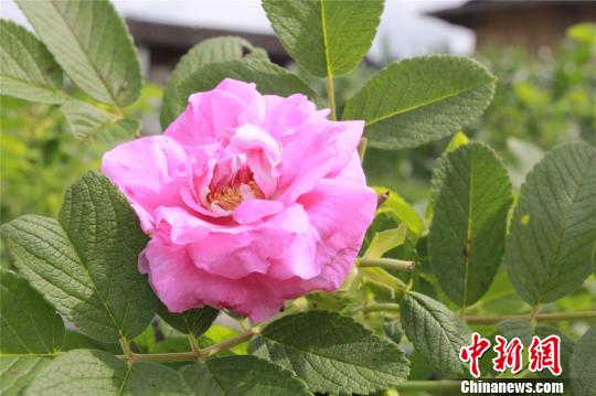 �_����D�c�Ͼ���ˮ�{�ġ�õ��֮�s��(�D)