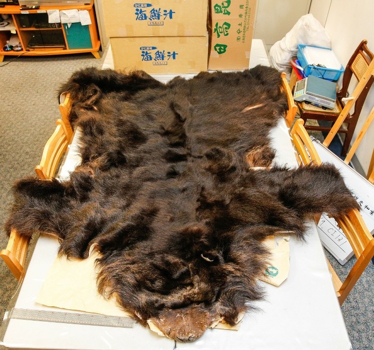 臺灣領隊從日本走私棕完整棕熊皮 臺灣領隊從日本走私棕完整棕熊皮