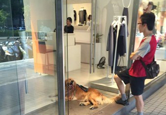 金毛蹭店家冷氣“賴著不走” 吐舌歪頭萌翻網友(圖) 金毛蹭店家冷氣“賴著不走” 吐舌歪頭萌翻網友(圖)