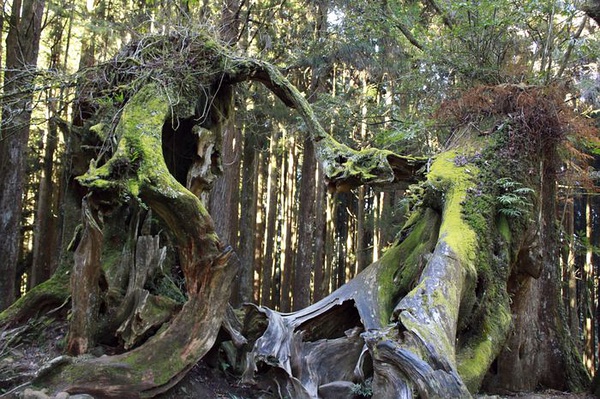 阿里山 景點 永結同心 阿里山 景點 永結同心