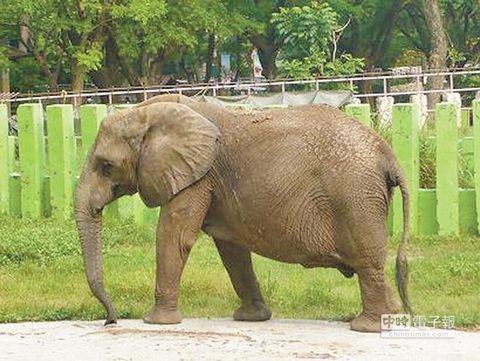 高雄動物園大象用鼻子拋石頭打斷女游客1顆門牙