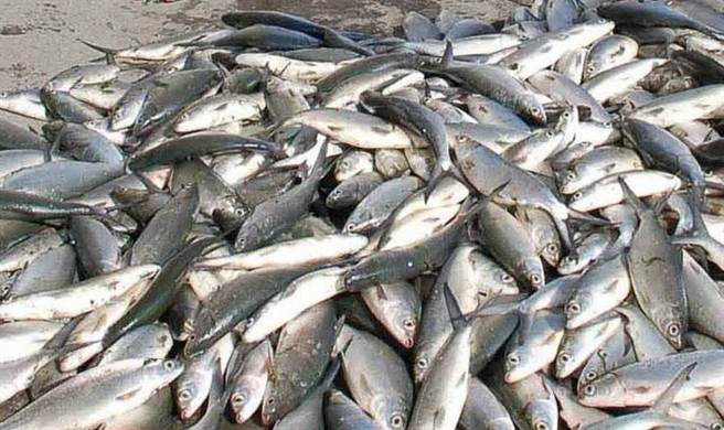 �������u�����Bֳ�I�ēp����