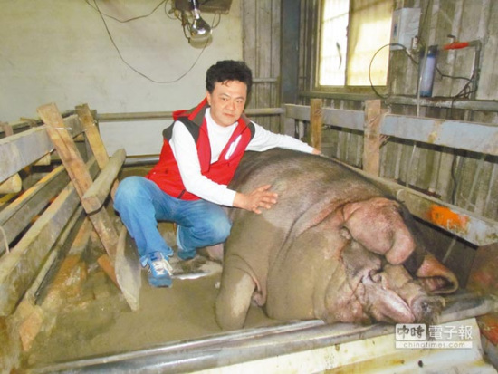 �_�����{���iِ���ؽY�����t1306�_��Q�ԣ��D��