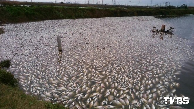 寒流余溫尚存 臺灣鯛凍斃百萬尾業者損失慘重 寒流余溫尚存 臺灣鯛凍斃百萬尾業者損失慘重