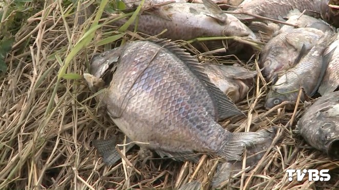 寒流余溫尚存 臺灣鯛凍斃百萬尾業者損失慘重 寒流余溫尚存 臺灣鯛凍斃百萬尾業者損失慘重