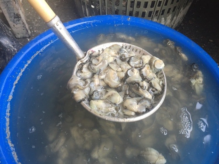 臺灣蚵仔1月內罕見降40元 消費者仍呼太貴買不起 臺灣蚵仔1月內罕見降40元 消費者仍呼太貴買不起