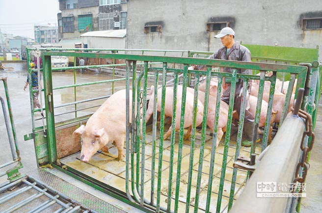蔡英文新當局對美豬進口態度松動,嘉義豬農揚言不排除走上街頭。(圖片來源:臺灣《中國時報》) 蔡英文新當局對美豬進口態度松動,嘉義豬農揚言不排除走上街頭。(圖片來源:臺灣《中國時報》)
