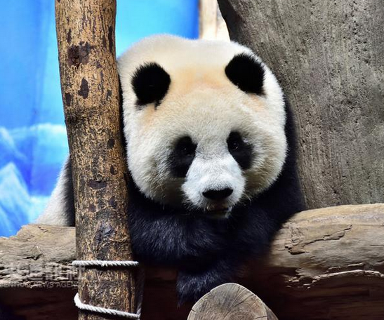 ����؈�A��ӭ������Ů�ğ������M(j��n)�롰�ഺ�ڡ�