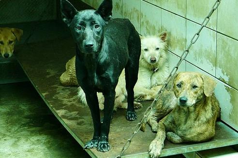 ���a�Ұl���˹�ӰƬ�����h�����W���˹���̎