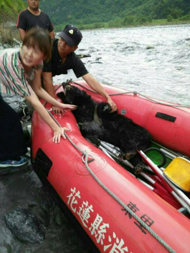 花蓮縣卓溪鄉(xiāng)拉庫拉庫溪靠近南安瀑布的河床,2天前發(fā)現(xiàn)1只臺灣黑熊躺臥在河床上,當(dāng)時因溪流湍急無法接近,24日消防人員前往救援已死亡。(民眾提供) “中央社”記者盧太城臺東傳真