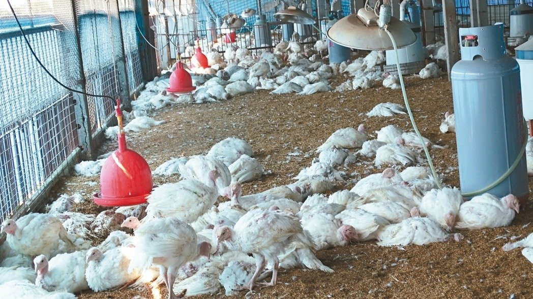 臺灣禽流感疫情擴大 花蓮鴨只、臺南火雞“淪陷” 臺灣禽流感疫情擴大 花蓮鴨只、臺南火雞“淪陷”