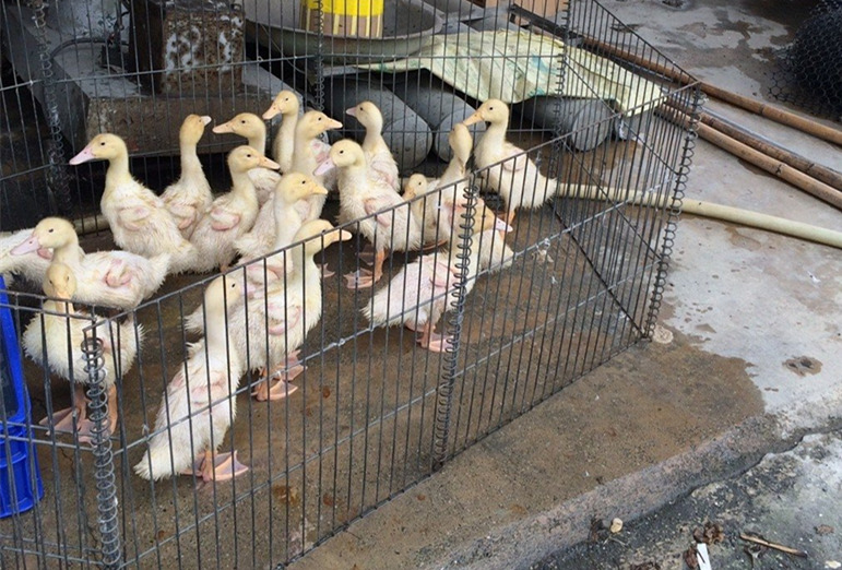 �_�������������ٔU�� �u���Z���S�����|������ʧ��