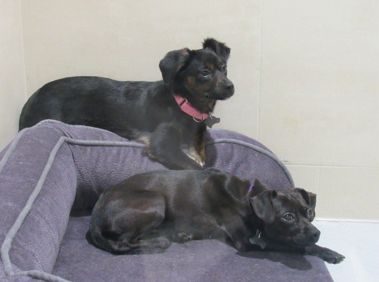 臺灣地區最新規定:違反規定食用貓狗肉最高罰25萬 臺灣地區最新規定:違反規定食用貓狗肉最高罰25萬