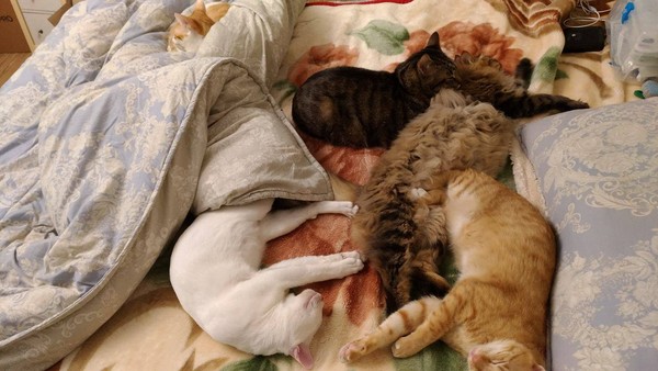 ��؈�����U�[���i�^ ���ɰ���Ę׌�˺�Ц������