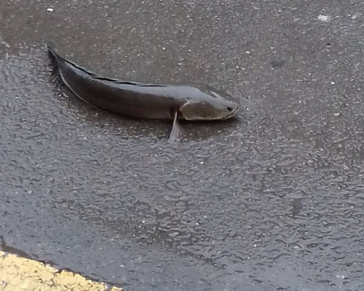 �������F�澰���~��·�ϣ�ţ��ˮ����