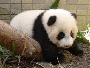 �A�о�����ײ�Ϙ�(sh��)�� �_(t��i)�W(w��ng)������Ҫ�o��������.jpg