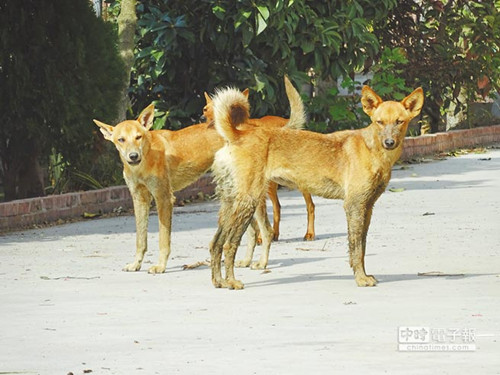 �_��91�q���r��Ұ��ҧ�� �挦��ȮҪ���˷��l����(�D)