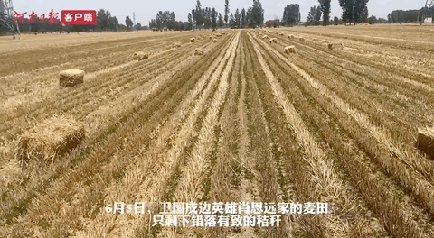 肖思遠(yuǎn)父母為啥偷偷收麥子?真相是……