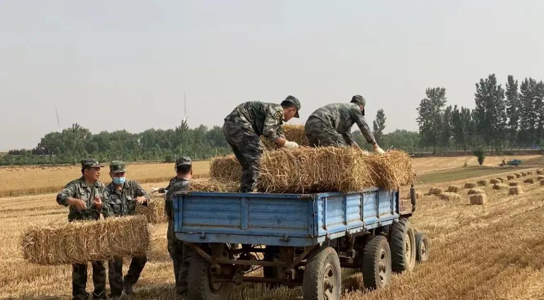 肖思遠(yuǎn)父母為啥偷偷收麥子?真相是……