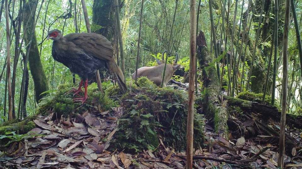 ��Ҋ�ֺ��C�����������״��ĵ��ɷN���o���ͬ�������