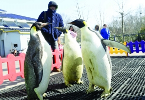 寒潮來襲:手機自動關機 企鵝出來曬太陽(圖) 寒潮來襲:手機自動關機 企鵝出來曬太陽(圖)
