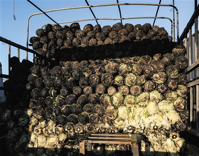 ��܇�ײ˱����������¾���ӛ�� ������ �z