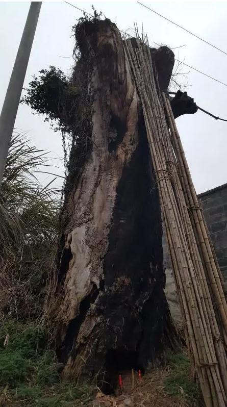 曾經的參天大樹如今只剩枯黑的樹干