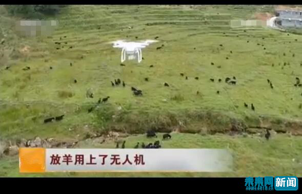 使用無(wú)人機(jī)放牧(資料圖) 使用無(wú)人機(jī)放牧(資料圖)