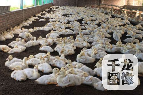 �����ɞ������¸�����