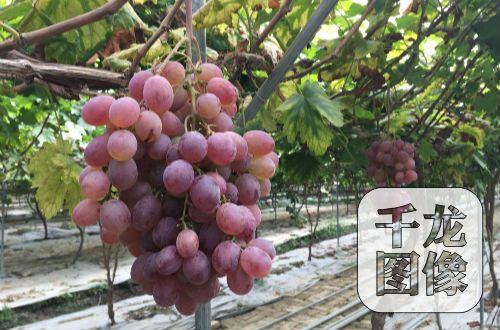 �t�Ǵ�ă�(y��u)�|(zh��)���ѻ������F(xi��n)�����M(j��n)����ָ���t�������ĺڡ���ڵȃ�(y��u)�|(zh��)����Ʒ�N��