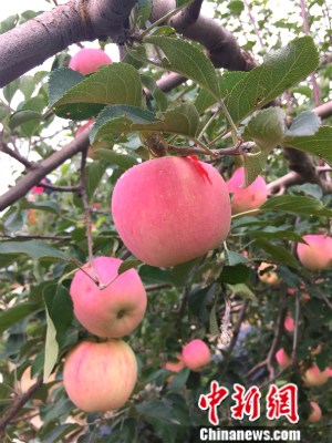 �o���h���@��(n��i)���O�������¾W(w��ng) �N�� �z