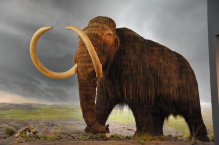 ������ �W�j�DƬ